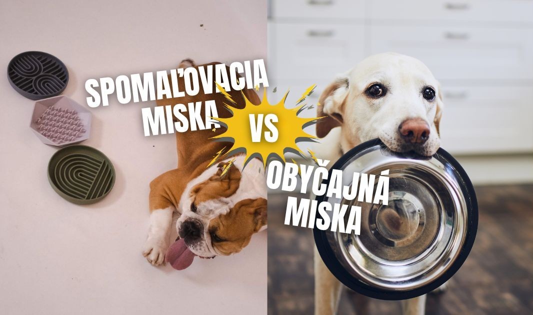 spomalovacia miska a obycajna miska pre psa
